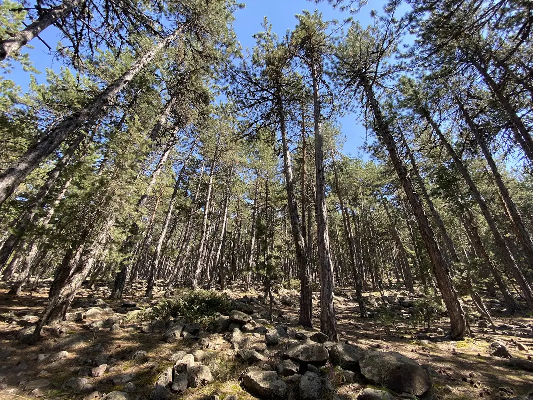 Aluçdağı Tabiat Parkı — Ankara — küçük resim 3