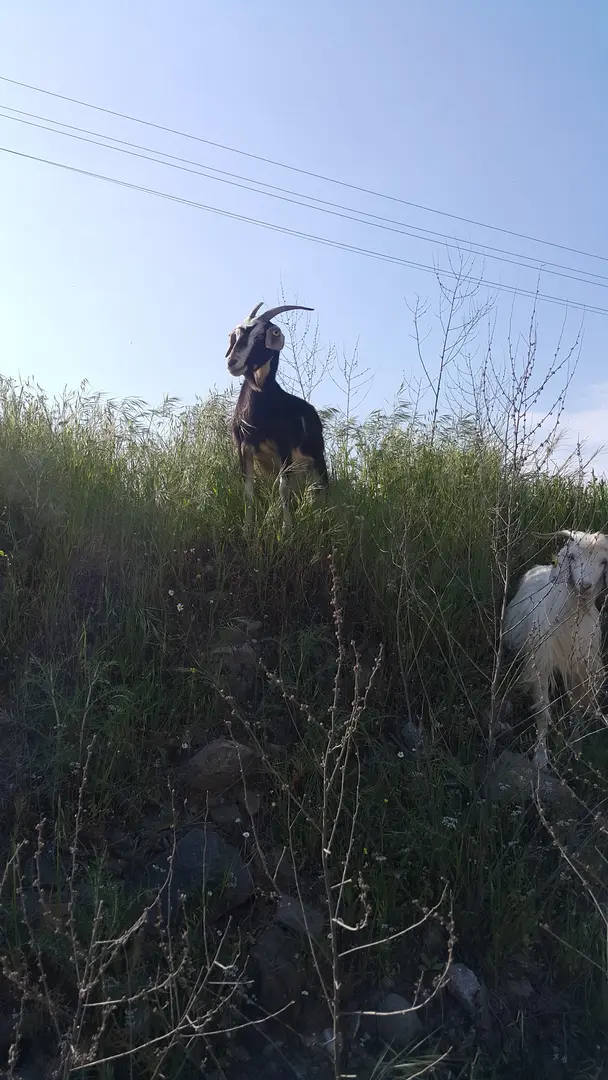 Kulak Hacılar Devlet Ormanı — Muğla — küçük resim 9