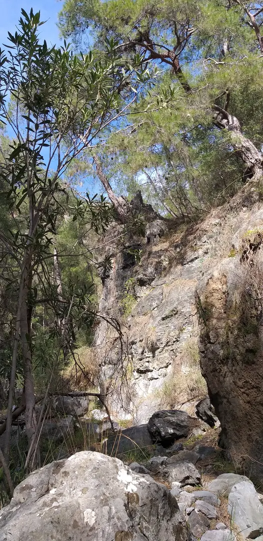 Kulak Hacılar Devlet Ormanı — Muğla — küçük resim 5