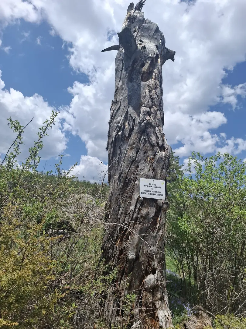 Çamkoru Göllet — Ankara — küçük resim 7