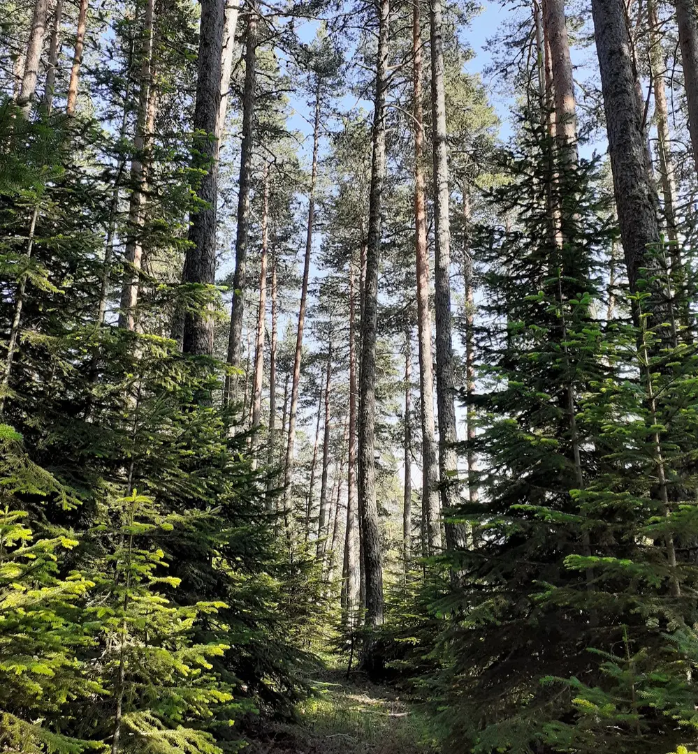 Eğriova Plateau — Ankara — küçük resim 5
