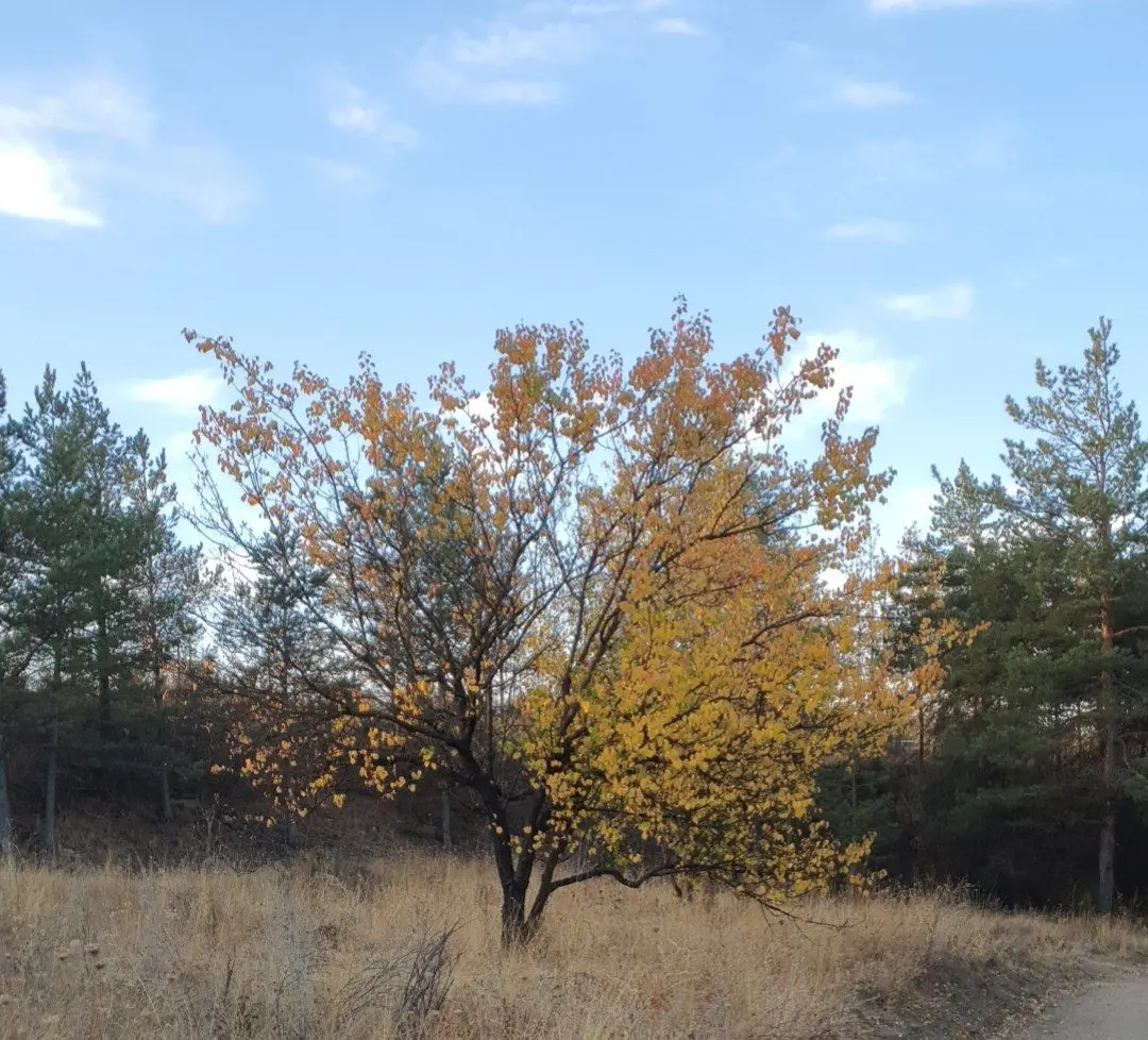 Turkey Women’s Federation Memorial Forest — Ankara — küçük resim 9