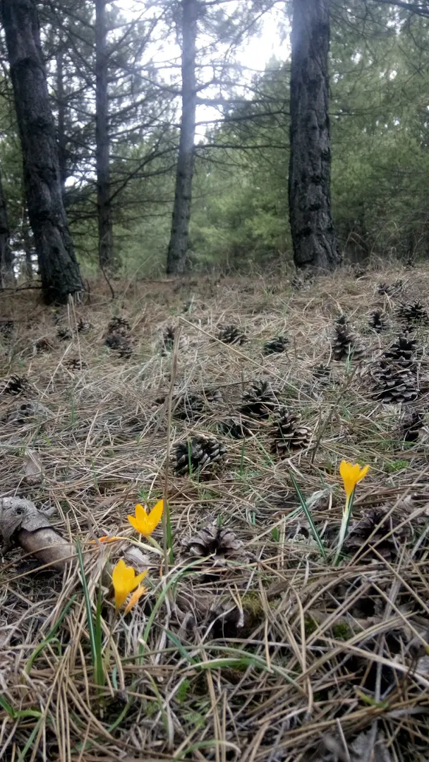 Turkey Women’s Federation Memorial Forest — Ankara — küçük resim 3
