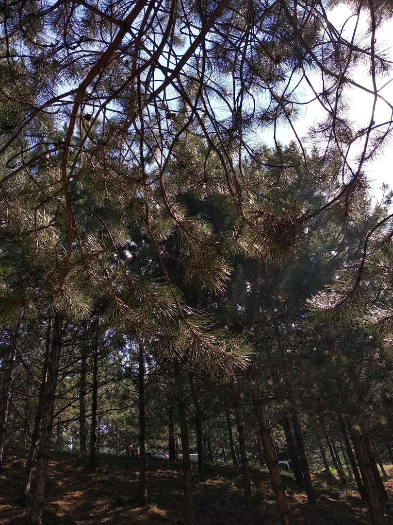 Yeşildere Orman Parkı — Ankara — küçük resim 7