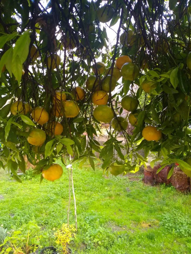 Gülpınar State Forest — Muğla — küçük resim 9