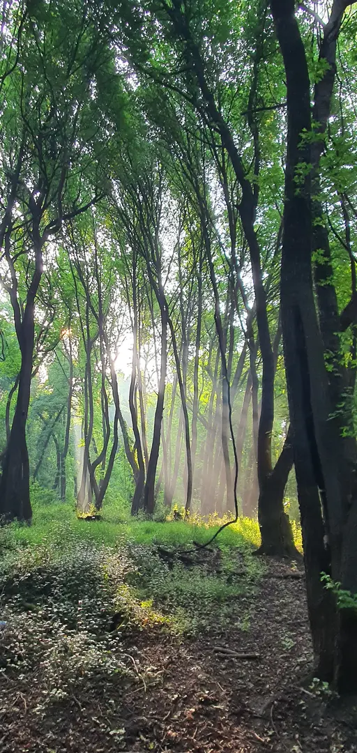Gülpınar State Forest — Muğla — küçük resim 8