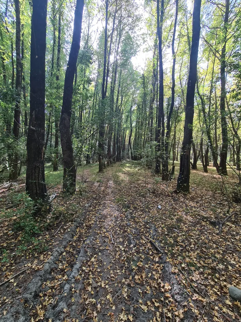 Gülpınar State Forest — Muğla — küçük resim 4