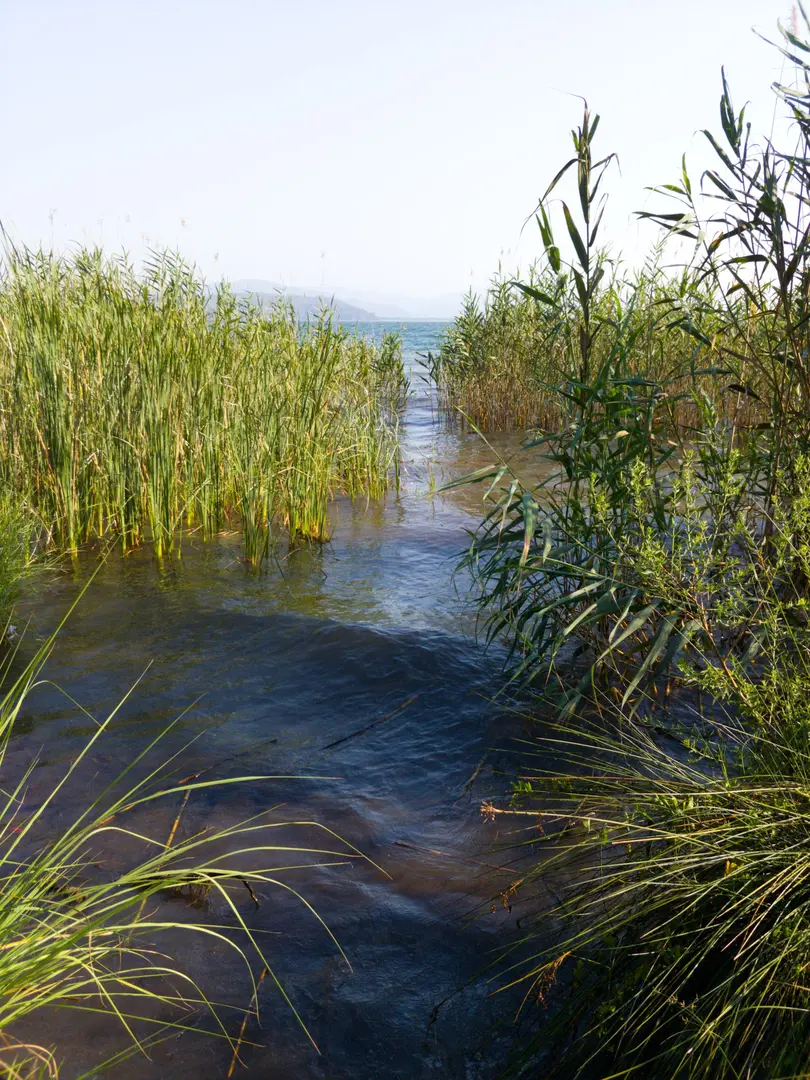 Gülpınar State Forest — Muğla — küçük resim 7