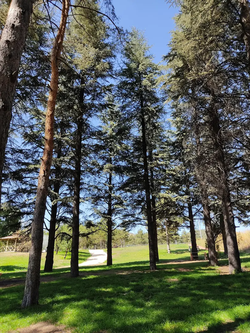 Eskişehir Orman Fidanlığı — Eskişehir — küçük resim 8
