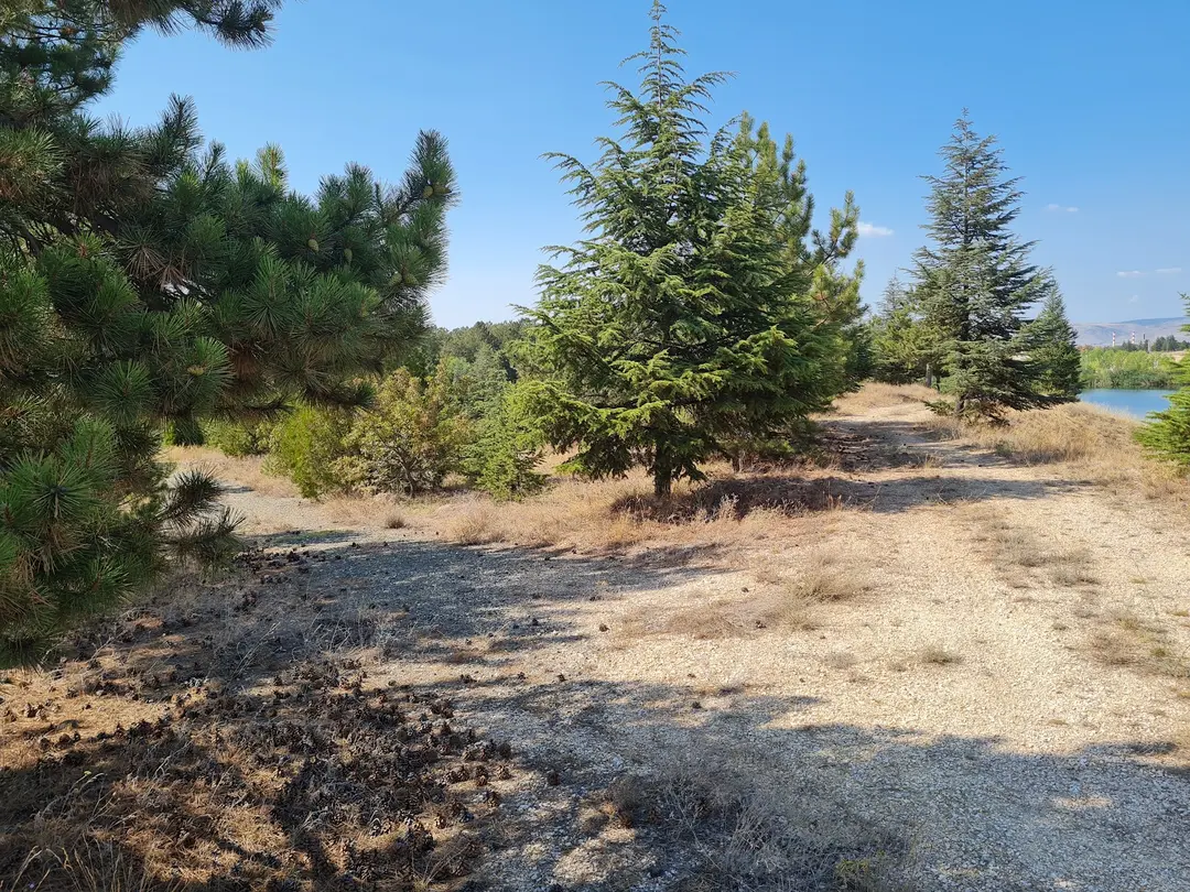 Ministry of Forestry and Water Affairs Eskişehir Provincial Forestry Area — Eskişehir — küçük resim 7