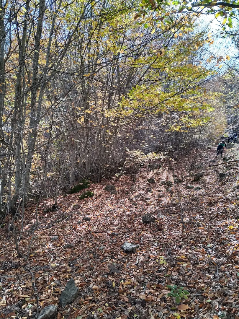 Odunpazarı