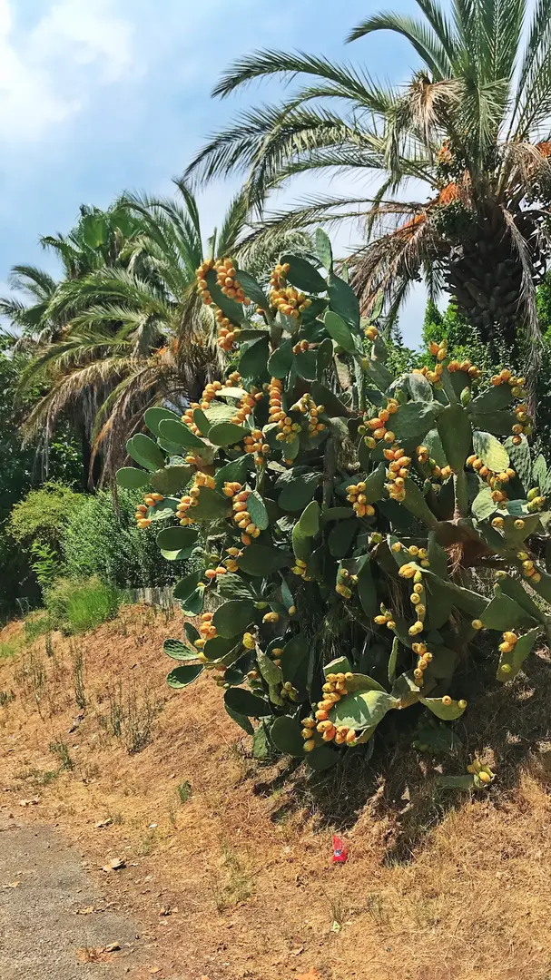 Kaftan Karavan & Tent Camping Area — Antalya — küçük resim 7