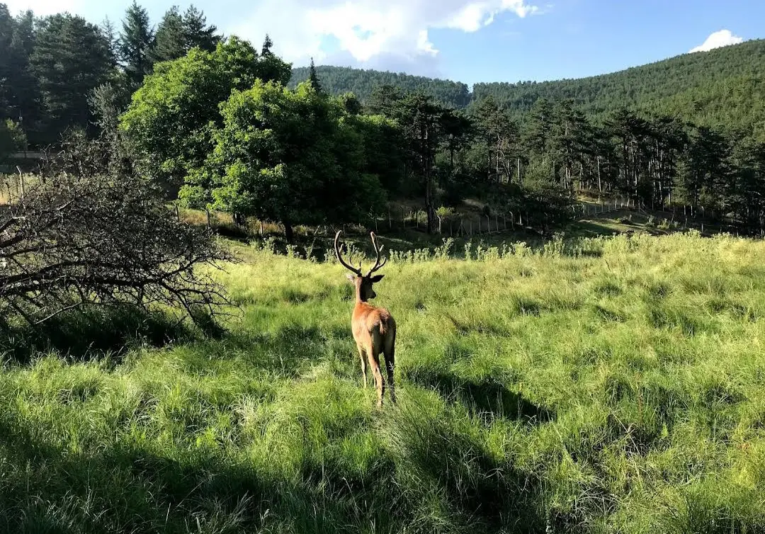 Çatacık Forest Management Recreation Area — Eskişehir — küçük resim 8