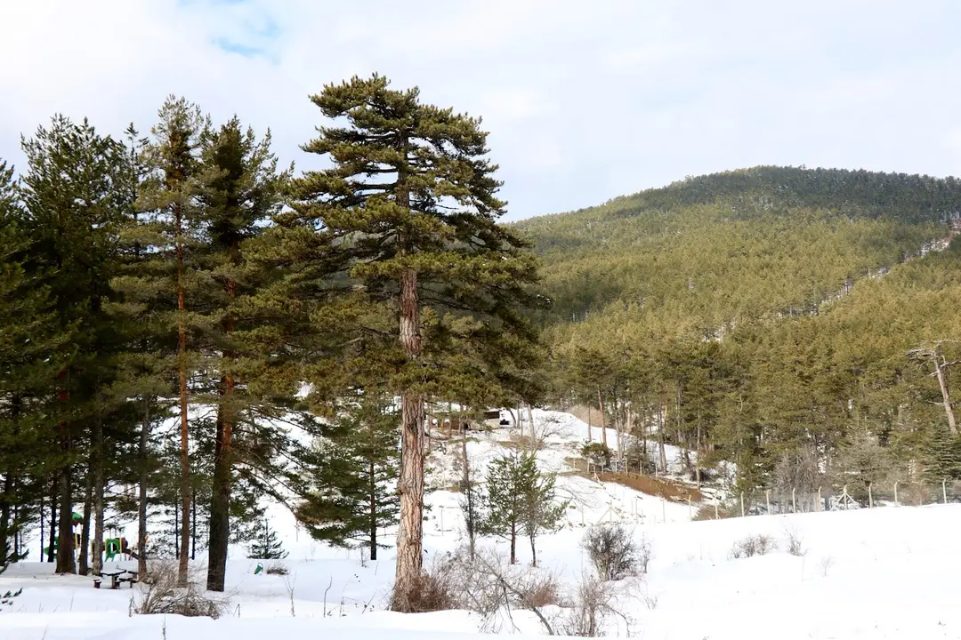 Çatacık Forest Management Recreation Area — Eskişehir — küçük resim 7