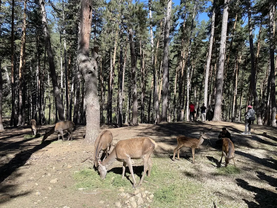 Çatacık Forest Management Recreation Area — Eskişehir — küçük resim 2