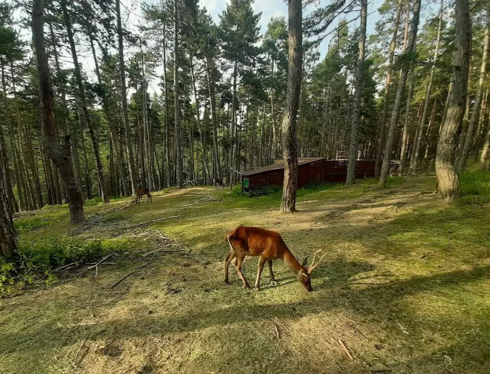 Çatacık Forest Management Recreation Area — Eskişehir — küçük resim 3