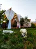 Hayal Tadında Glamping & Restaurant