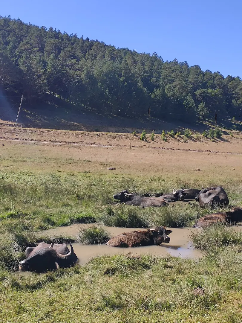 Eğriçimen Yaylası Camping Area — Sivas — küçük resim 6