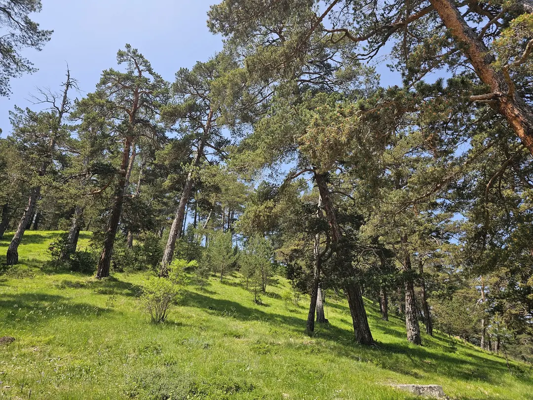 Eğriçimen Yaylası Camping Area — Sivas — küçük resim 2