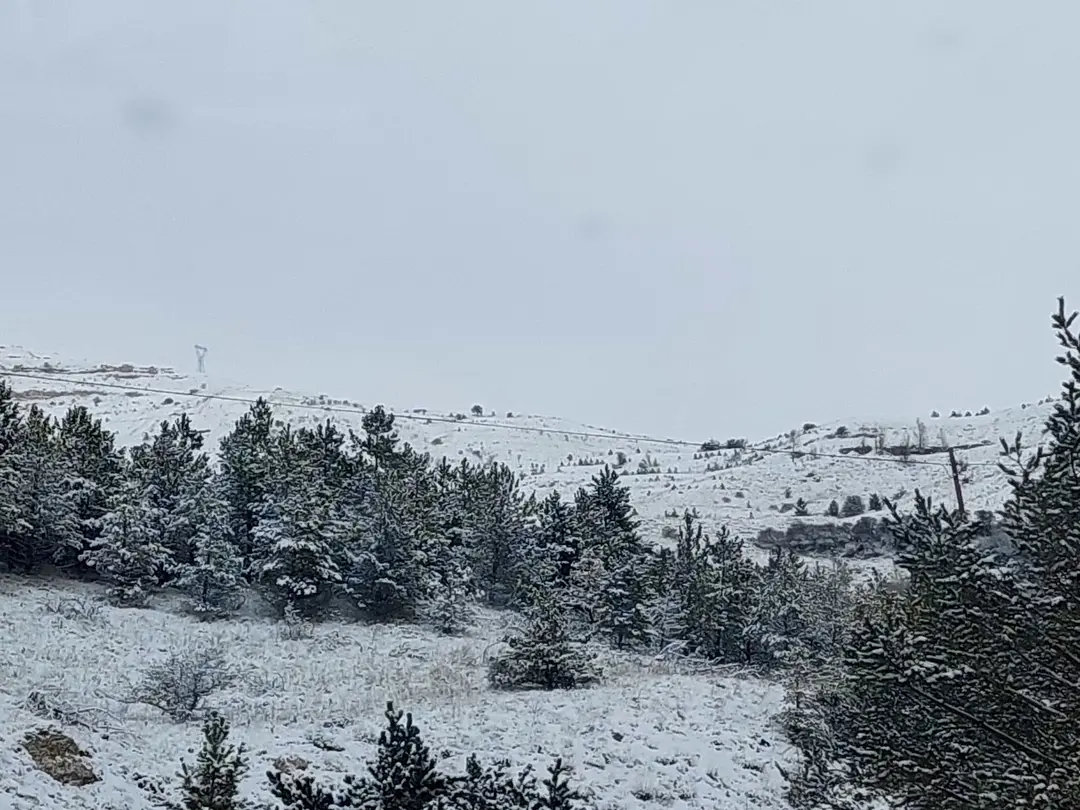 Selçuk Al Hatıra Ormanı