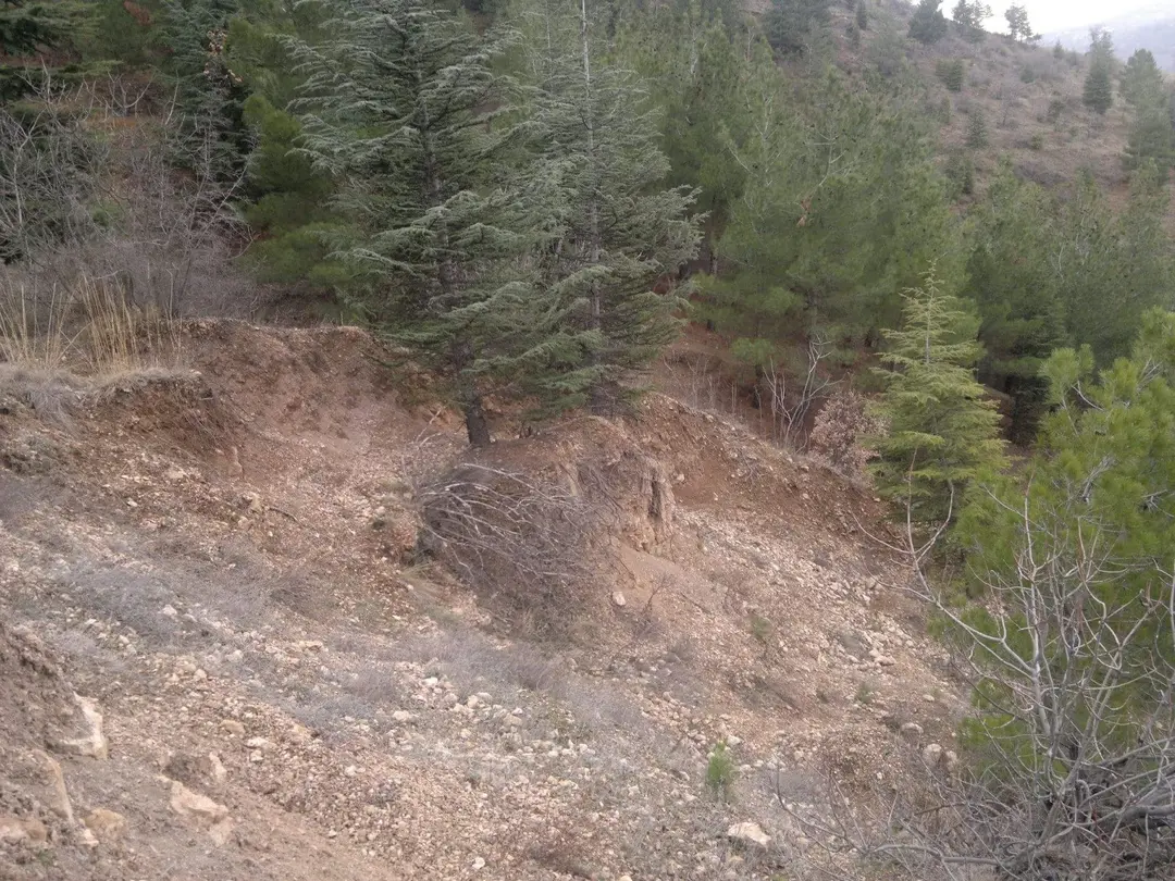 Kemal Aşık Forest — Tokat — küçük resim 7