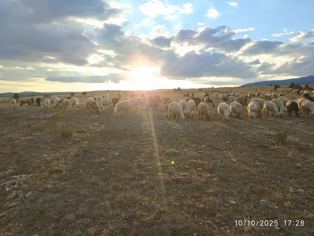 Dağ Evi Bezinler — Tokat — küçük resim 8