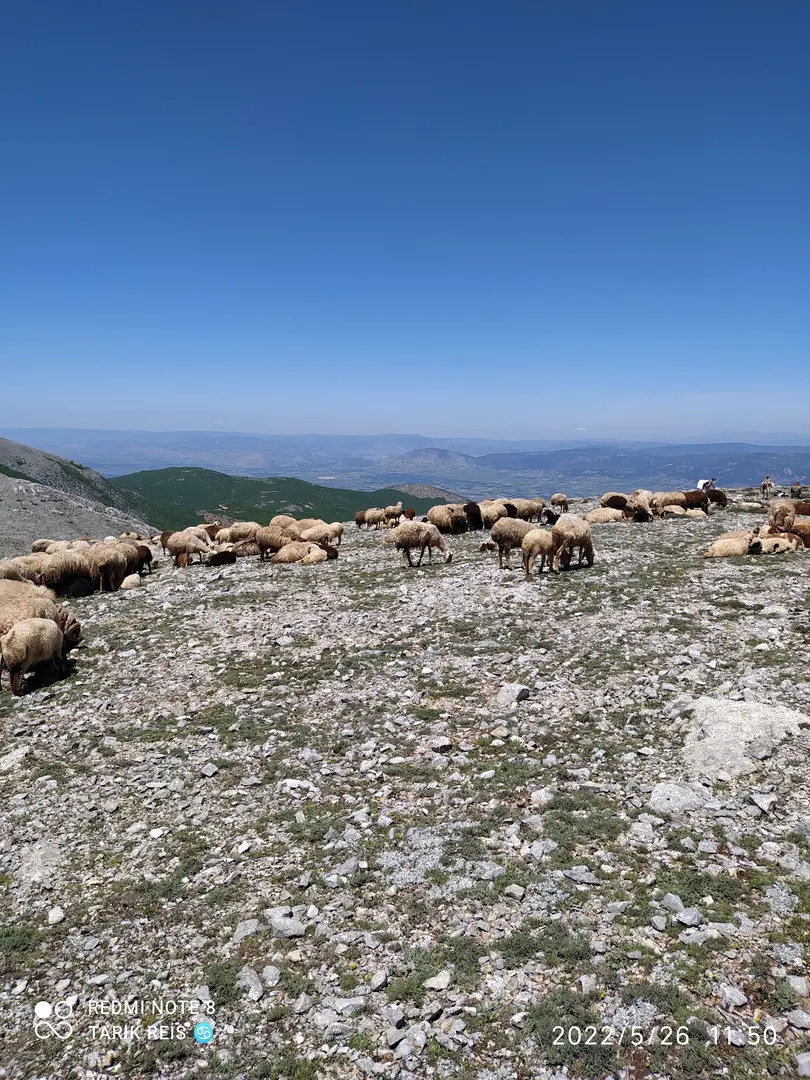 Dağ Evi Bezinler — Tokat — küçük resim 4