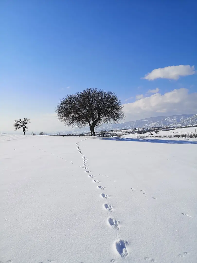Topçam Yaylası Mesire Alanı — Tokat — küçük resim 10