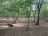 Kent Ormanı Piknik Alanı