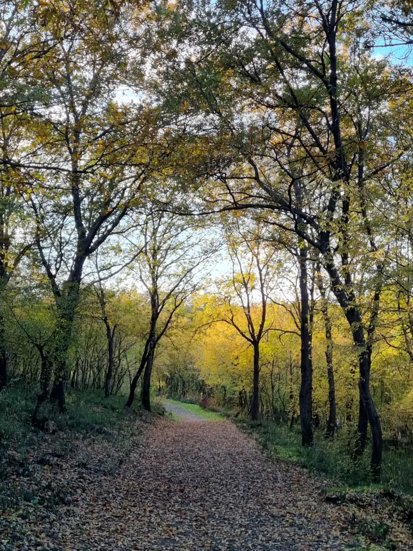 City Forest Picnic Area — Samsun — küçük resim 6