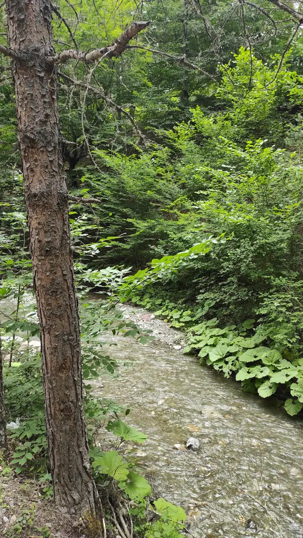 Kunduz Kamp Alani — Samsun — küçük resim 5