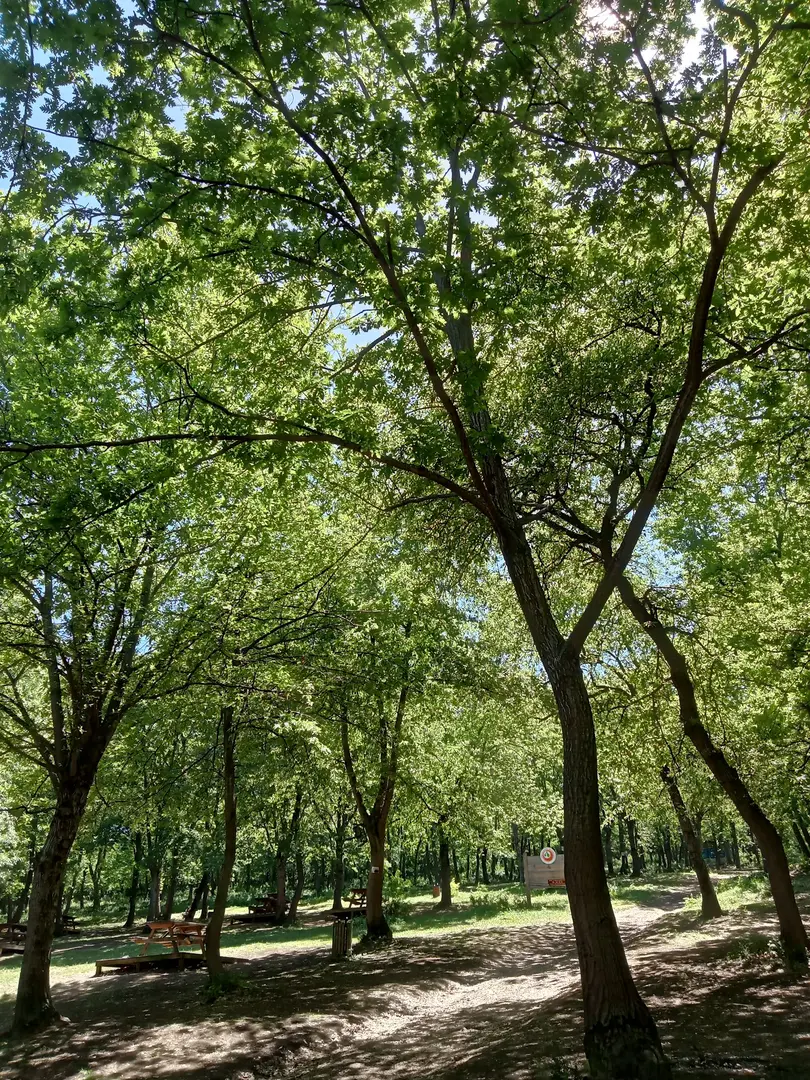 City Forest Picnic Area — Samsun — küçük resim 8