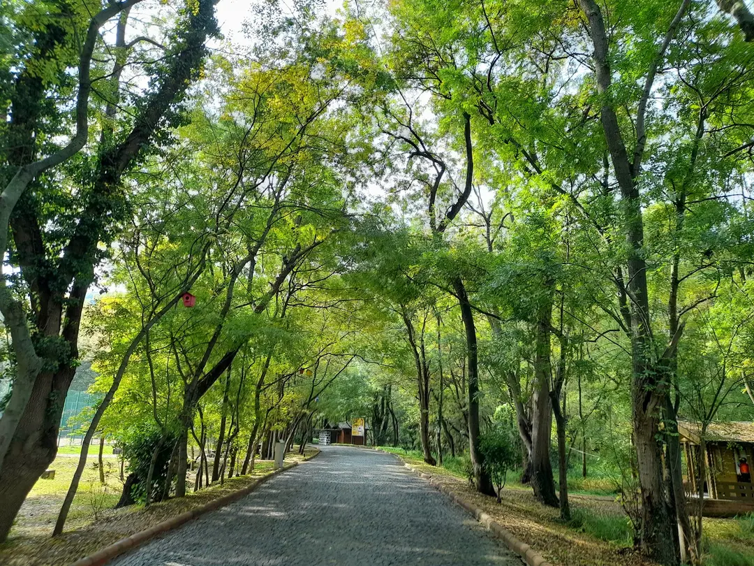 Çakırlar Korusu — Samsun — küçük resim 7