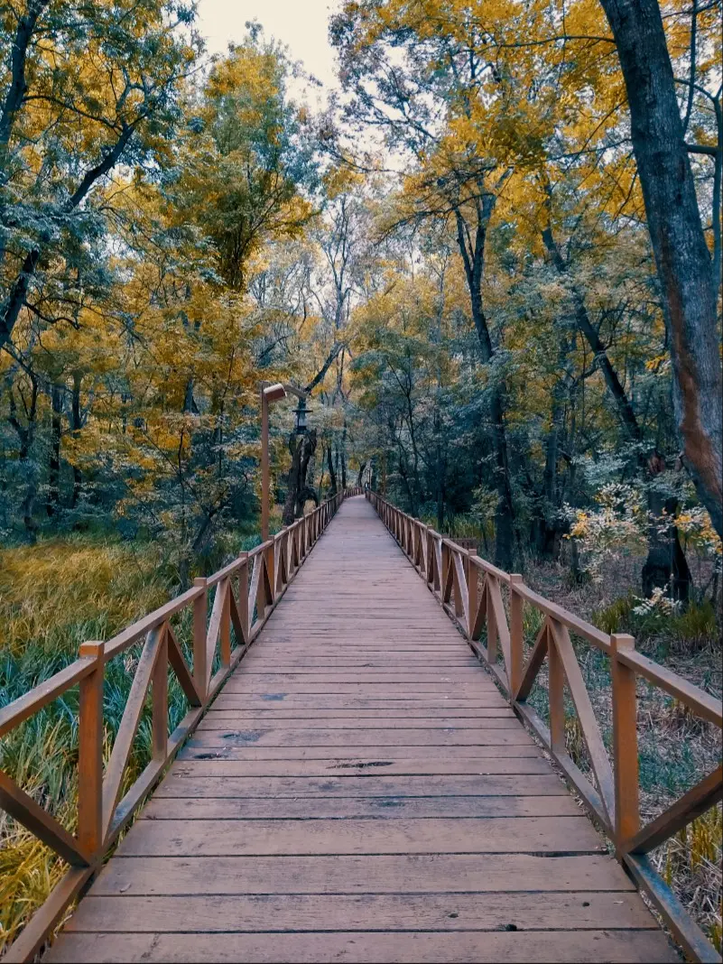 Çakırlar Korusu — Samsun — küçük resim 2
