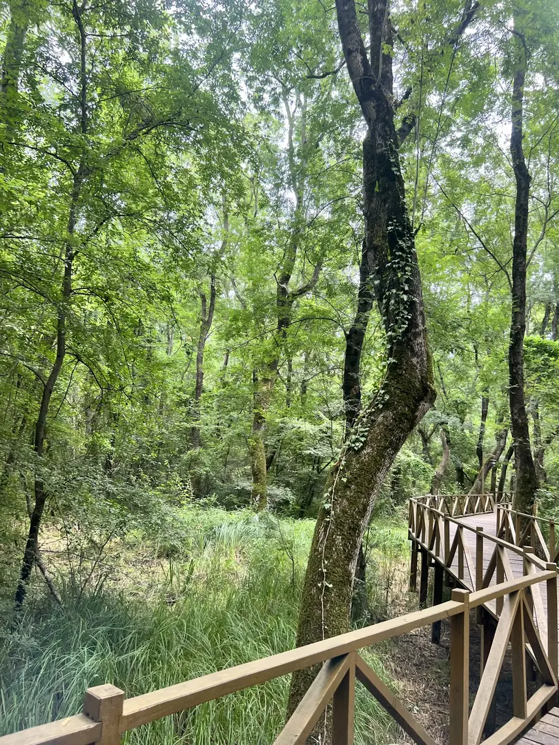 Çakırlar Korusu — Samsun — küçük resim 5
