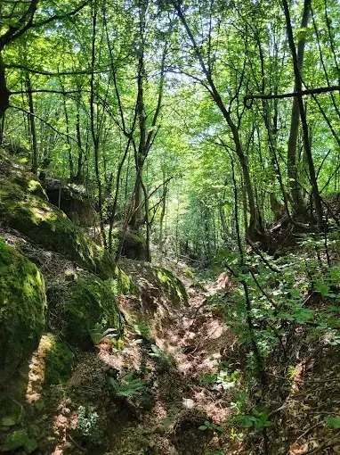 Çakırlar Korusu — Samsun — küçük resim 9