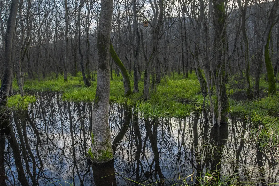 Çakırlar Korusu — Samsun — küçük resim 4