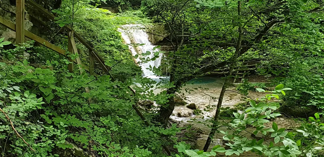 Samsun Çarşamba Hacıosman Forest — Samsun — küçük resim 3