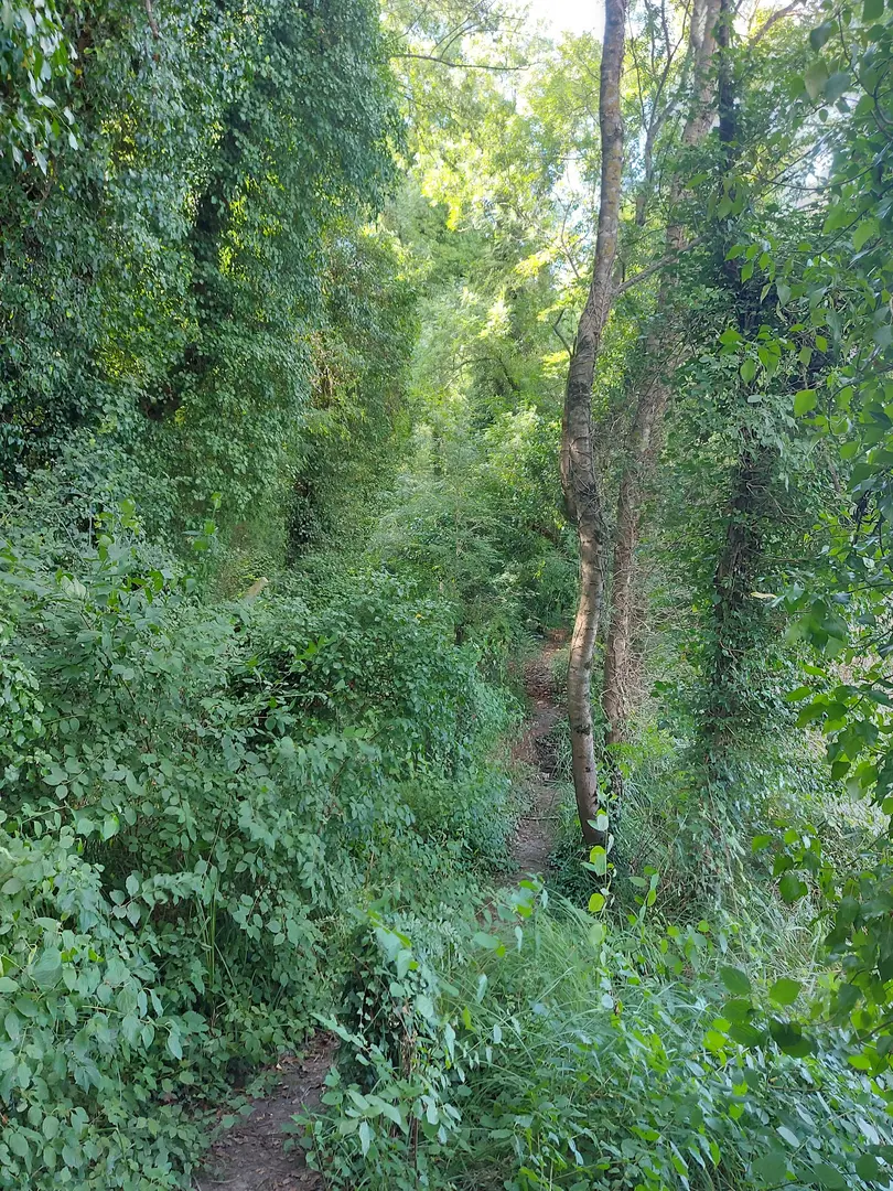 Samsun Çarşamba Hacıosman Forest — Samsun — küçük resim 2