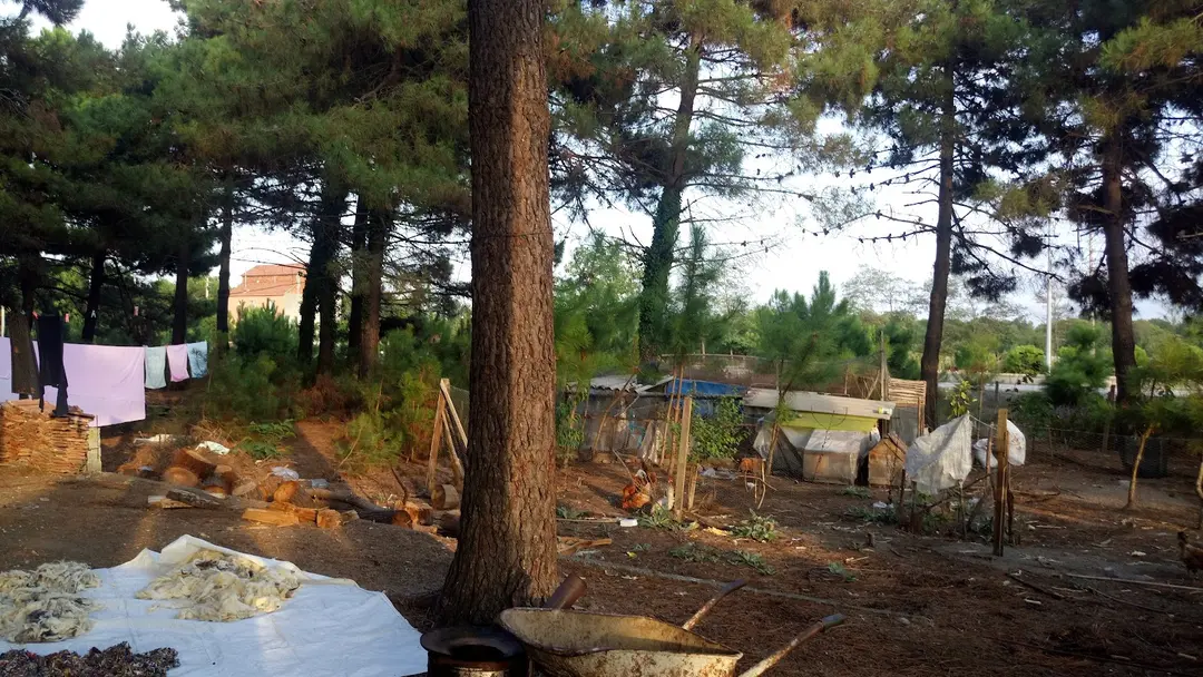 Samsun Çarşamba Hacıosman Forest — Samsun — küçük resim 5