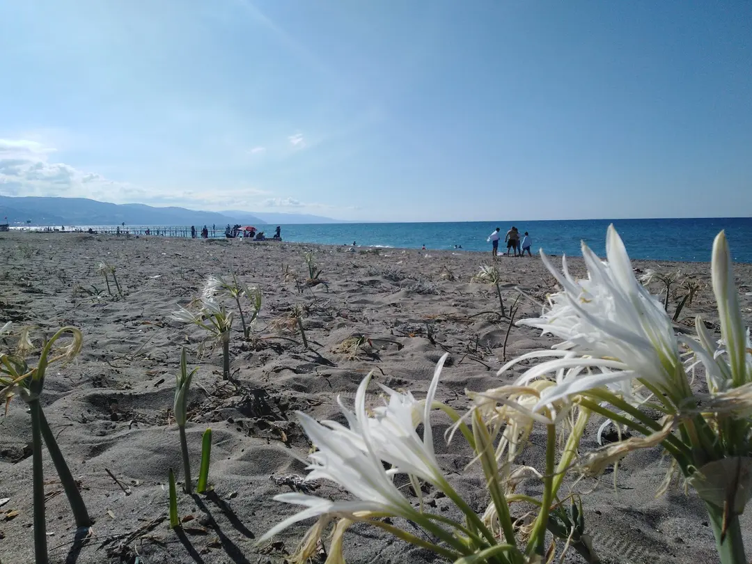 Geyikkoşan Beach — Samsun — küçük resim 8