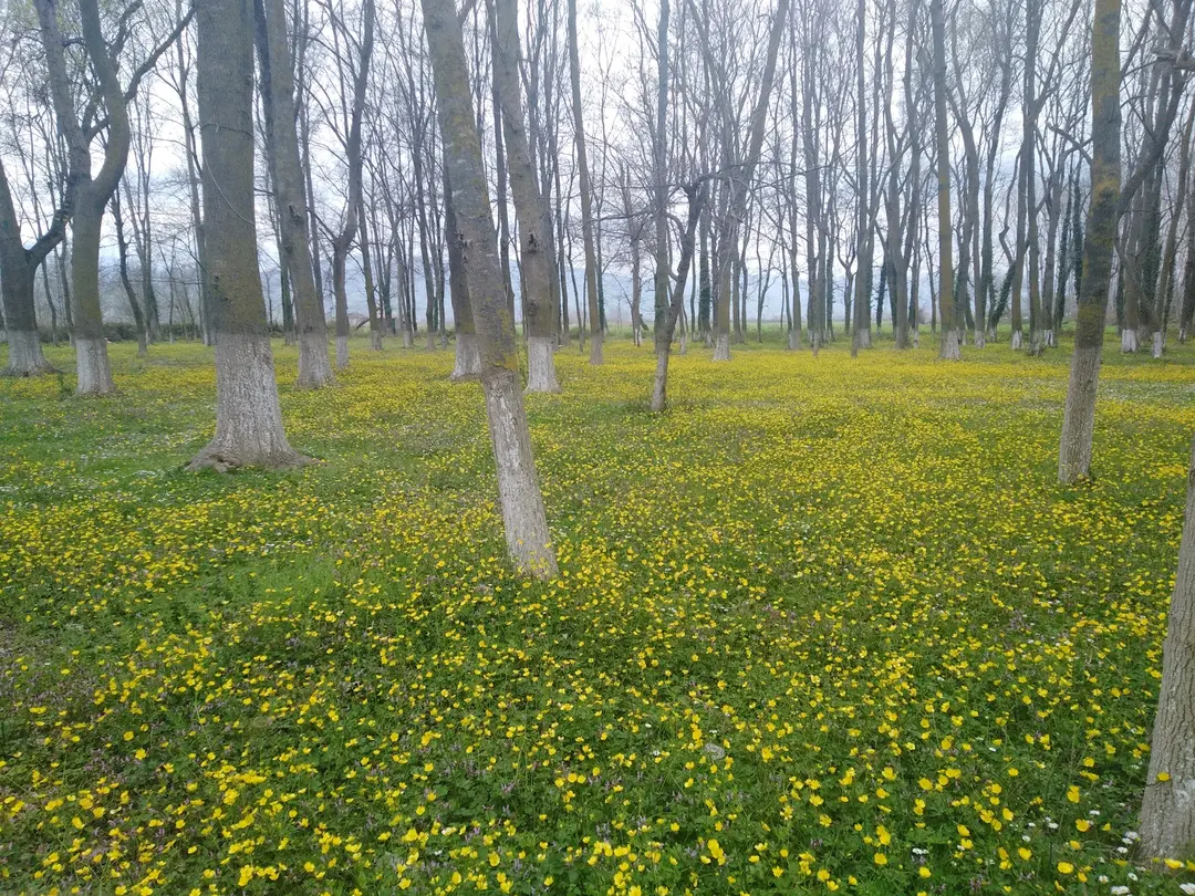 Geyikkoşan Picnic Area — Samsun — küçük resim 4
