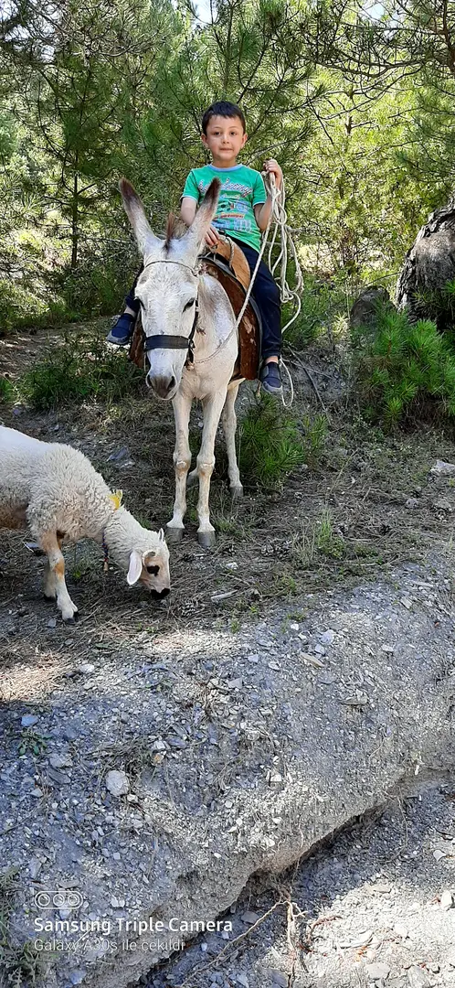 HASAN ÇUKURU YAYLA EVI — Samsun — küçük resim 6