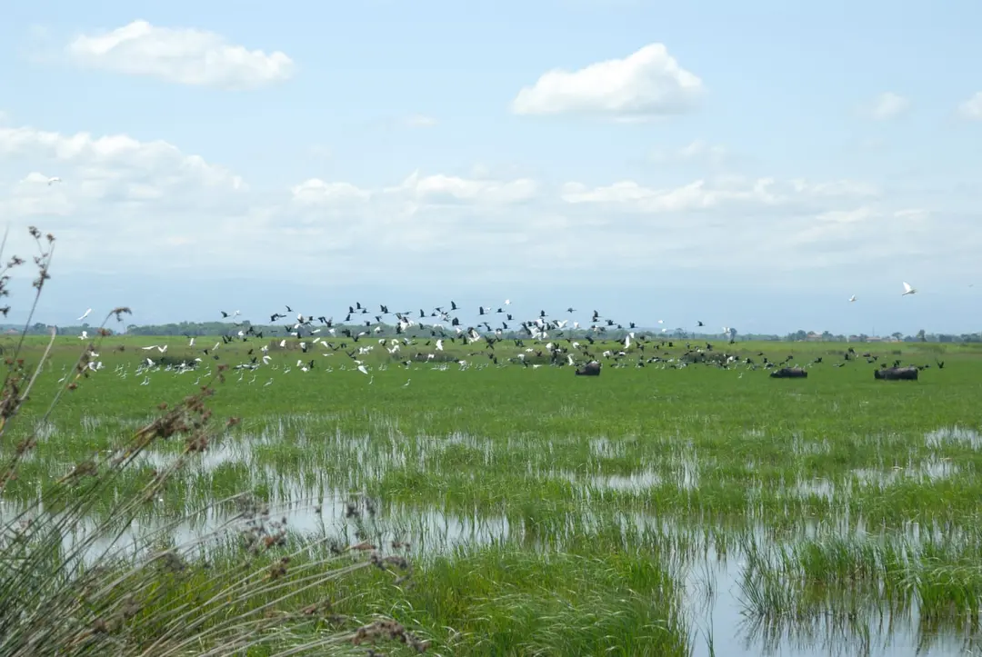 Bird Paradise Yörük Camping — Samsun — küçük resim 7