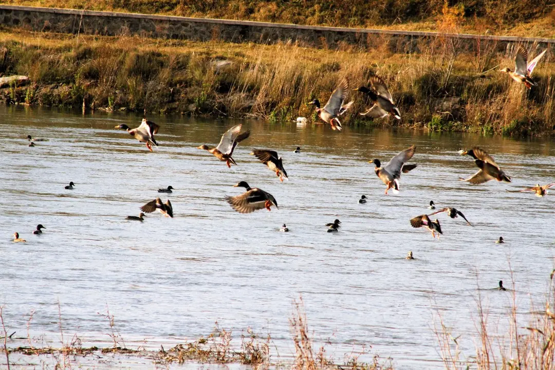 Bird Paradise Yörük Camping — Samsun — küçük resim 8