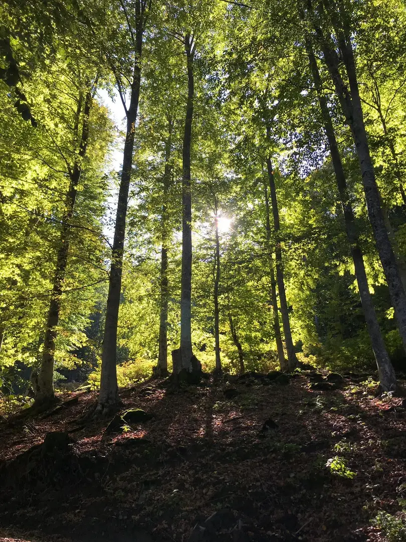 GSB NEBIYAN CAMPO GIOVANILE — Samsun — küçük resim 8