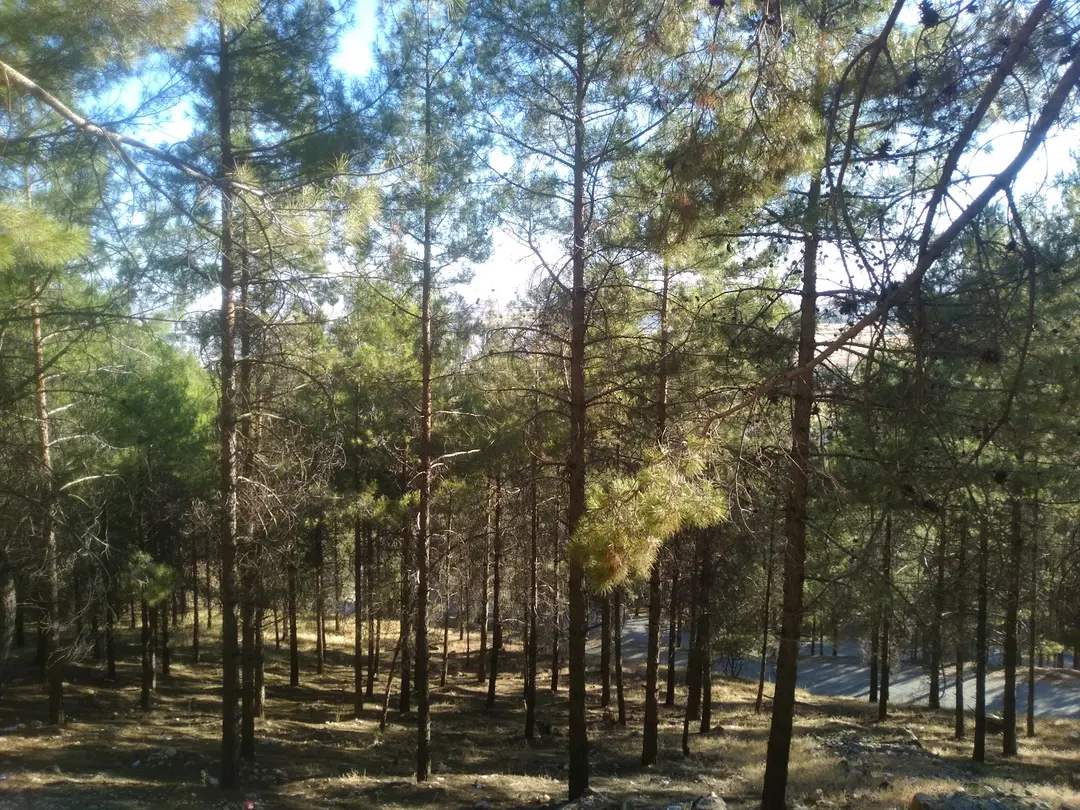 Karadağ Kent Ormanı — Adıyaman — küçük resim 5