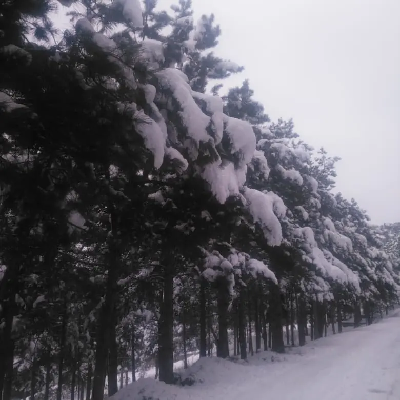 Çam Koruluğu — Afyonkarahisar — küçük resim 3