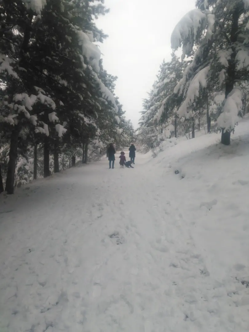 Çam Koruluğu — Afyonkarahisar — küçük resim 5