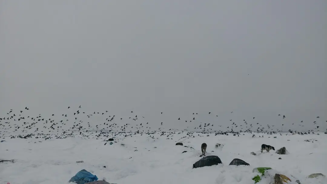 Ağrı City Forest — Ağrı — küçük resim 5